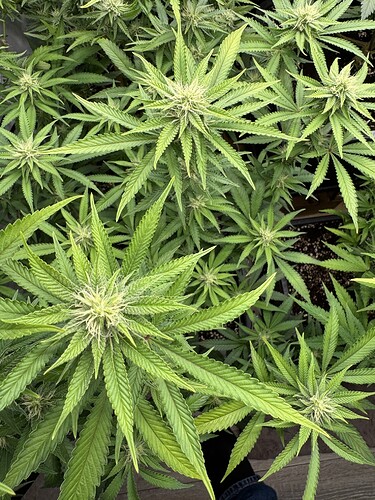 Growreport Bild 17