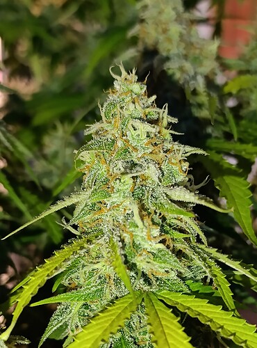Growreport Bild 3