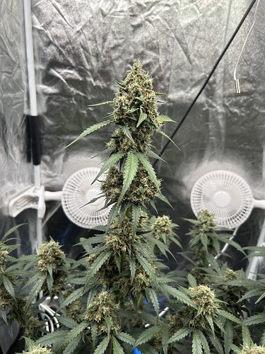 Growreport Bild 5