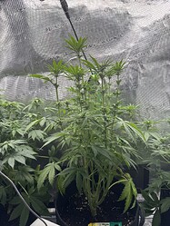 Growreport Bild 3