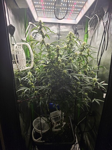 Growreport Bild 1