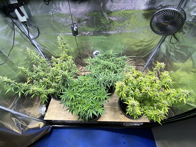 Growreport Bild 40