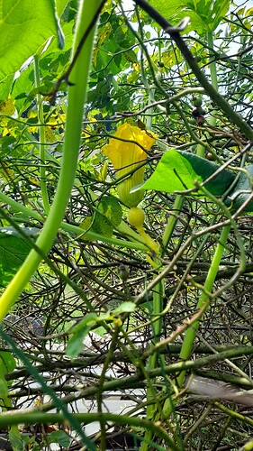Growreport Bild 26