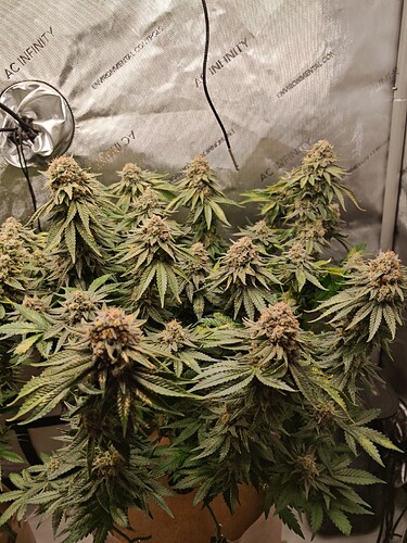 Growreport Bild 27