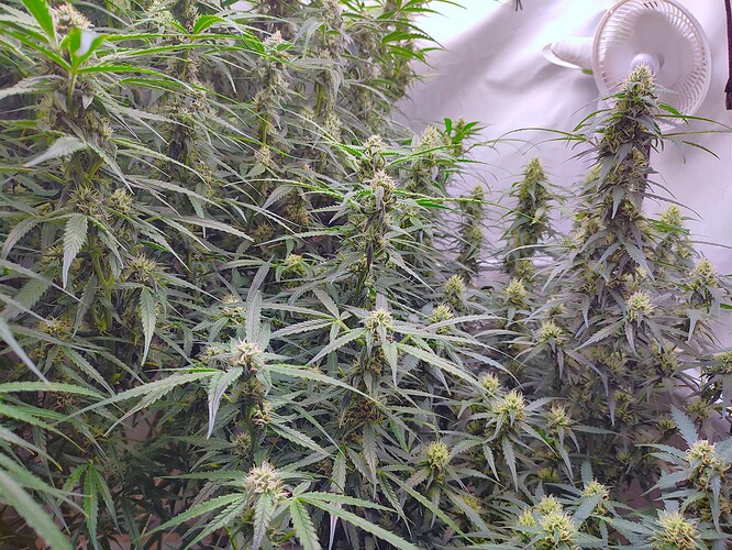 Growreport Bild 3