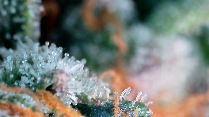 Growreport Bild 26