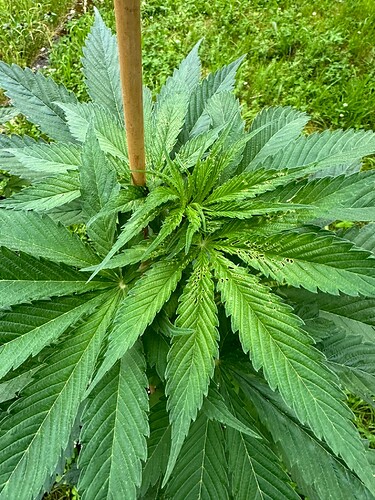 Growreport Bild 4