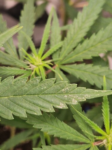 Growreport Bild 9
