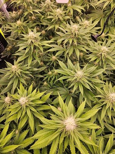 Growreport Bild 2
