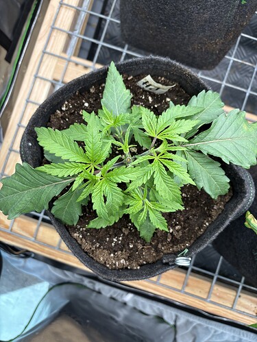 Growreport Bild 5