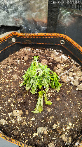 Growreport Bild 9