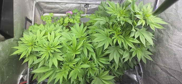 Growreport Bild 1