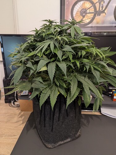 PXL_20241013_182637891