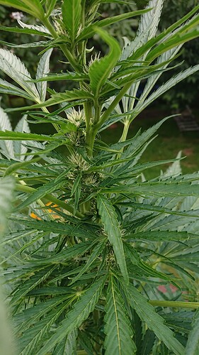 Growreport Bild 4