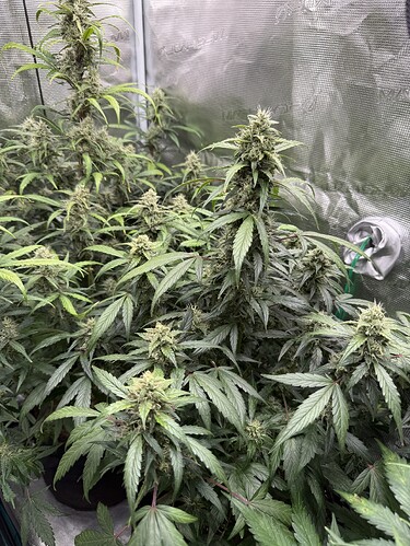 Growreport Bild 28