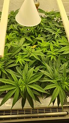 Growreport Bild 35
