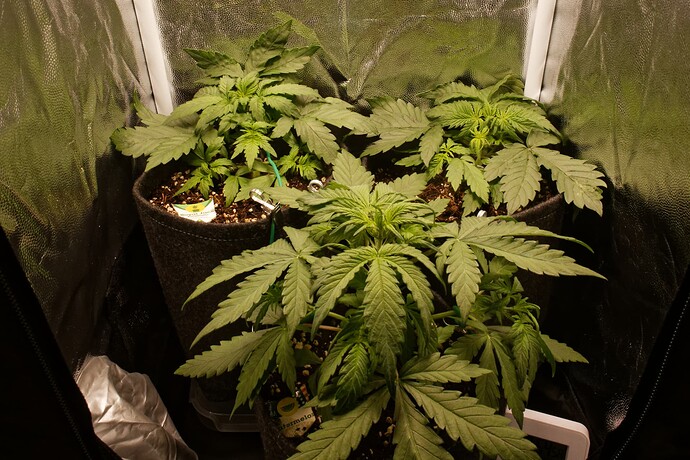 Growreport Bild 1