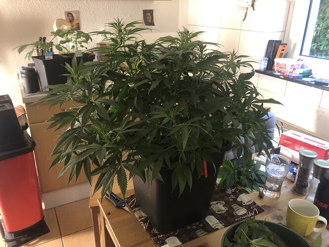 Growreport Bild 2