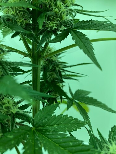 Growreport Bild 7