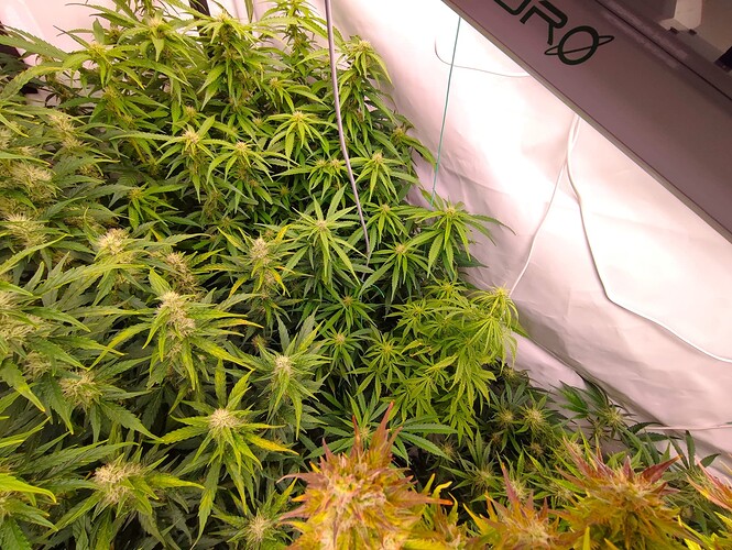 Growreport Bild 39