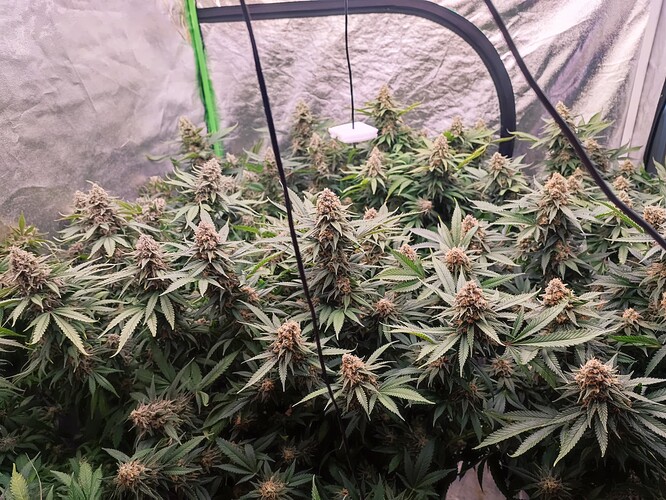 Growreport Bild 25