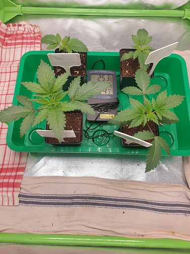 Growreport Bild 3
