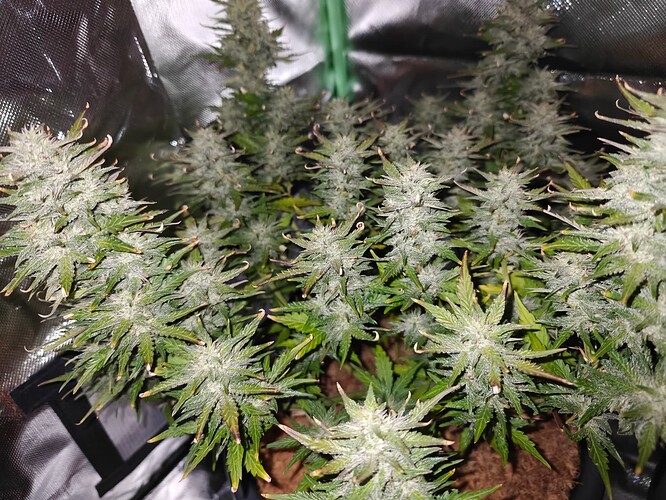 Growreport Bild 16