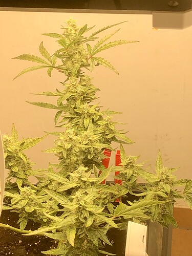 Growreport Bild 5