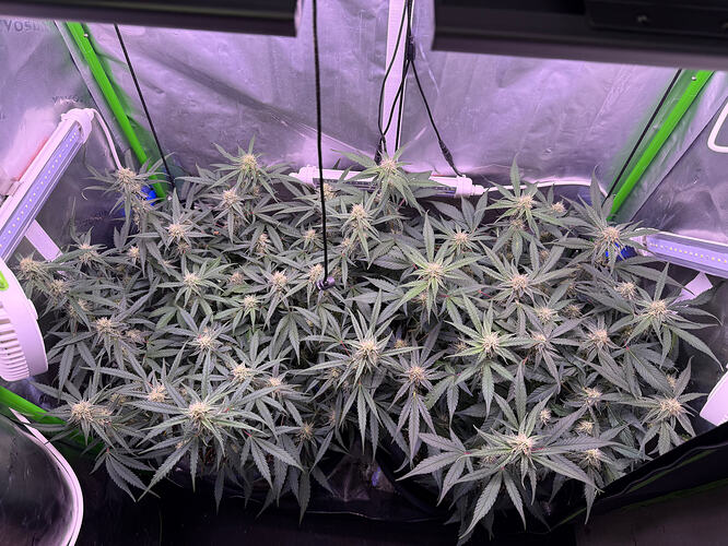 Growreport Bild 20