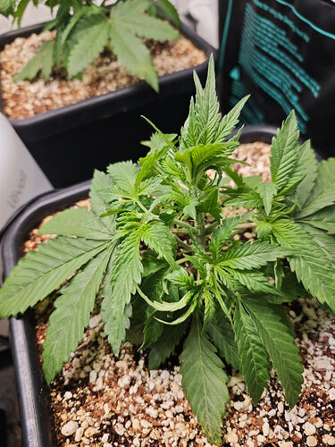 Growreport Bild 43