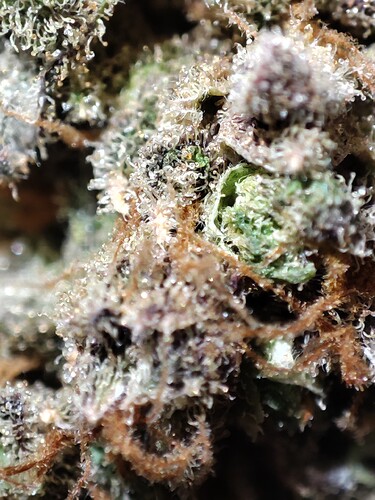 Growreport Bild 35