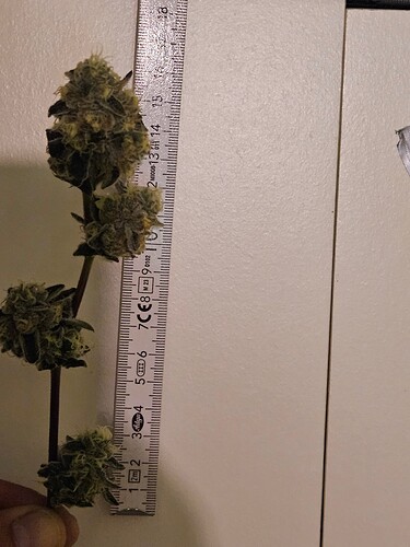 Growreport Bild 13
