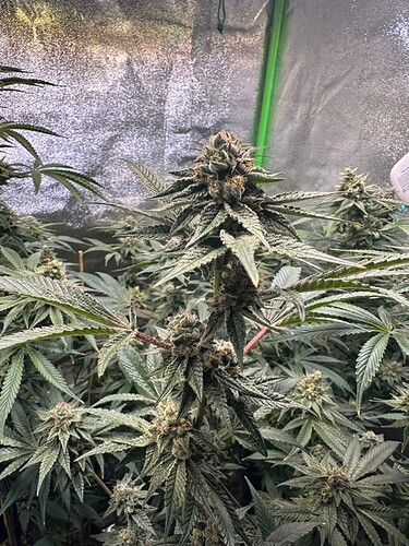 Growreport Bild 10