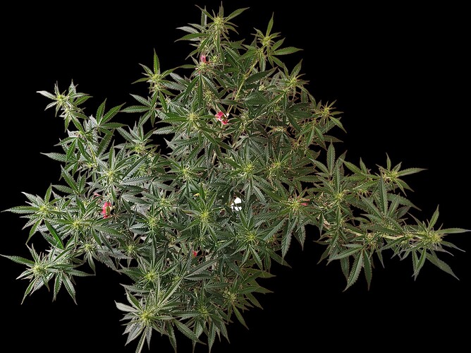 Growreport Bild 2