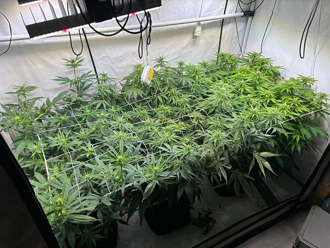 Growreport Bild 1