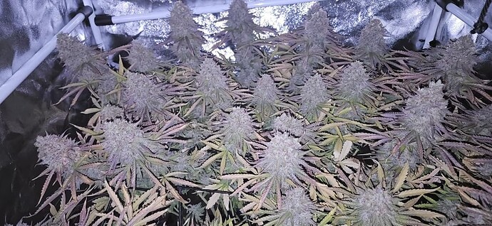 Screenshot_20241101_091429_Gallery