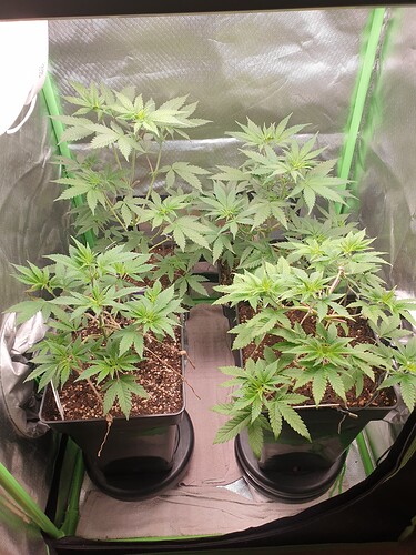 Growreport Bild 1