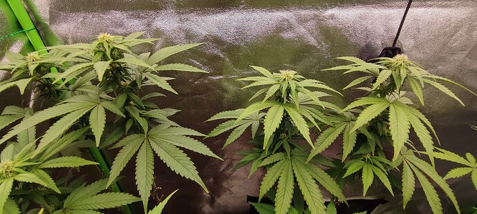 Growreport Bild 5
