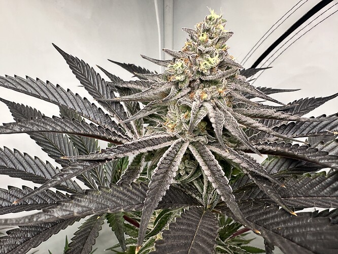 Growreport Bild 20