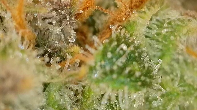 Growreport Bild 5