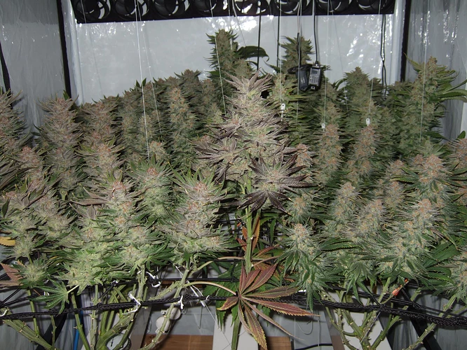 Growreport Bild 1