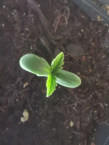 Lucky Hemp, Keimung Makro (1)