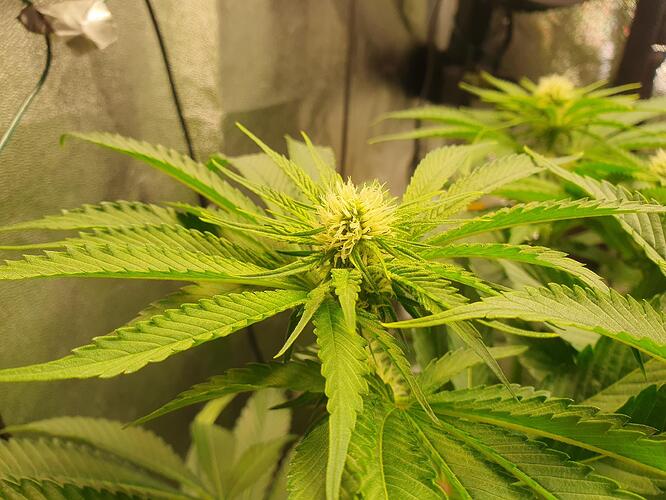 Growreport Bild 2