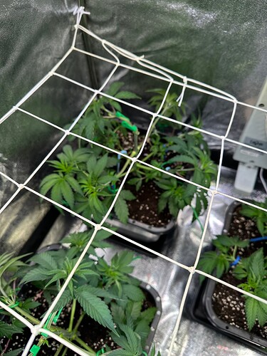 Growreport Bild 27