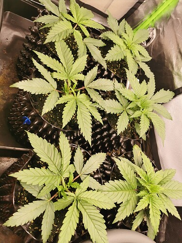 Growreport Bild 8