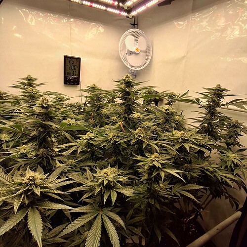 475442106_122166332372293599_991475007043998117_n