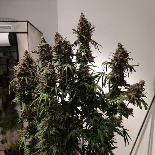 Growreport Bild 4
