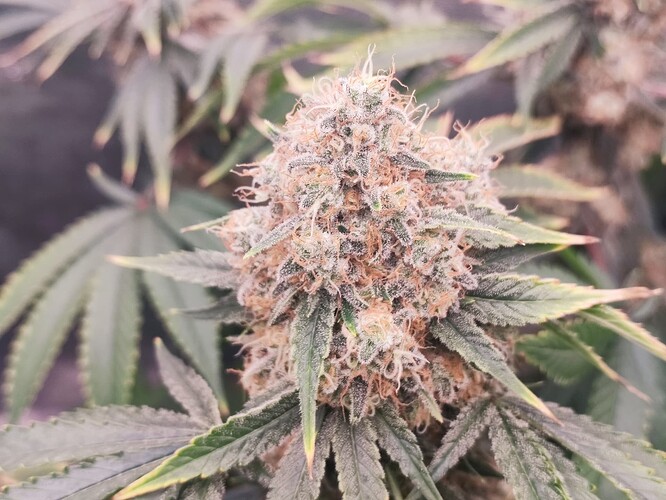 Growreport Bild 6