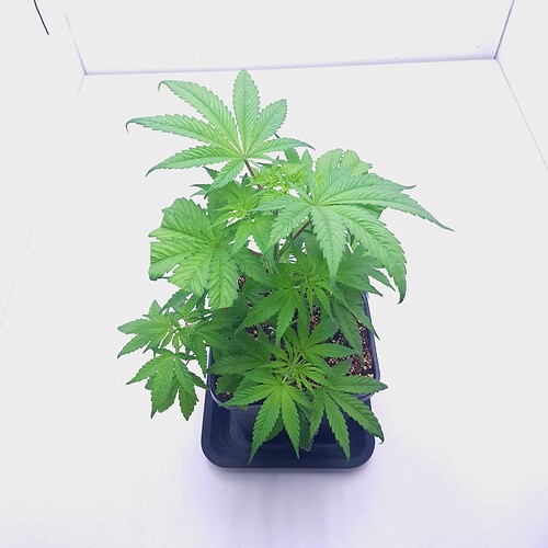 Growreport Bild 11
