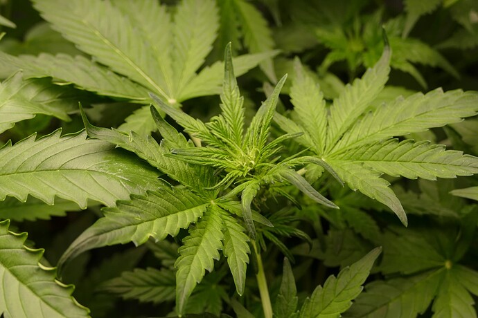 Growreport Bild 17